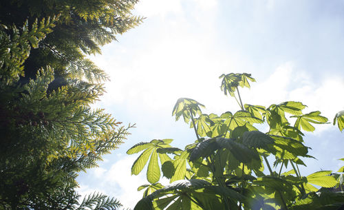 Low angle view of trees against sky on sunny day