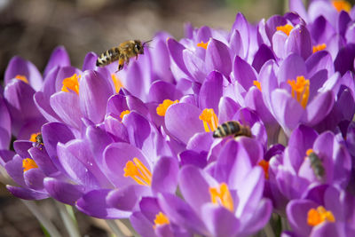 Close-up of purple crocus flowers