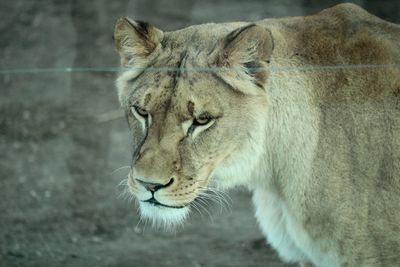 Close-up of lion on field in zoo
