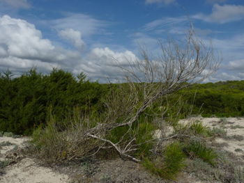 Plants growing on land