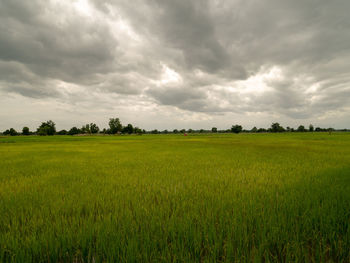 Scenic view of agricultural field against sky