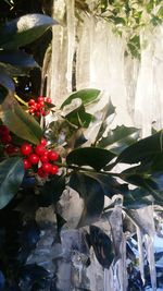 Close-up of plants against water