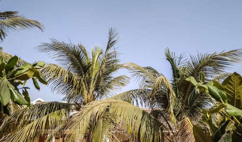 Low angle view of palm trees against clear sky