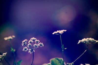 Close-up of flowers blooming against sky