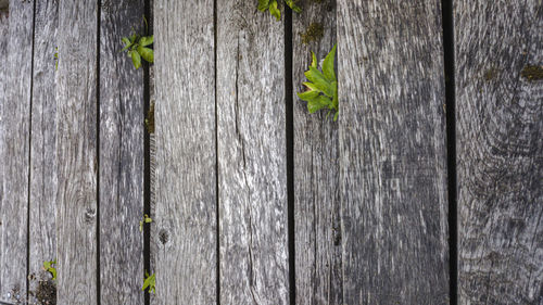 Full frame shot of wooden wall