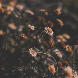 Close-up of dried plant on field