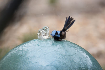 Close-up of bird perching