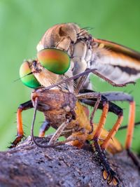 Close-up of insect on leaf