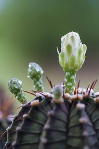 Close-up of succulent plant