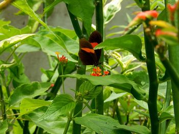 Close-up of insect on plant