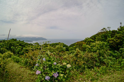 Flowering plants by sea against sky