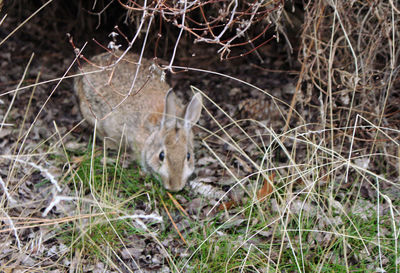 Close-up of squirrel on grass