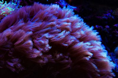 Close-up of coral in water
