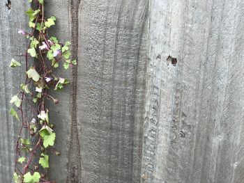 Close-up of ivy growing on wall