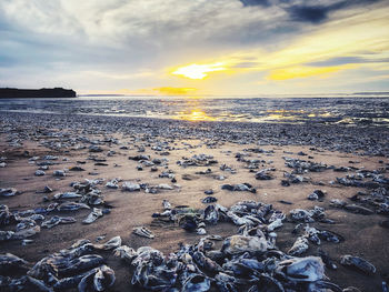 Scenic view of sea against sky during sunset