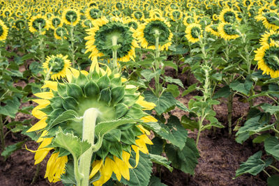 Close-up of yellow flowers