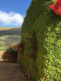 Plants growing on landscape against sky