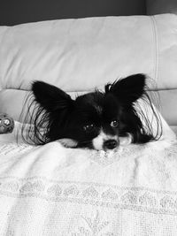 Portrait of dog relaxing on bed at home