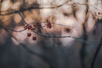 Close-up of dried plant