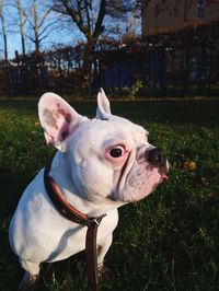 Close-up of dog standing on grass