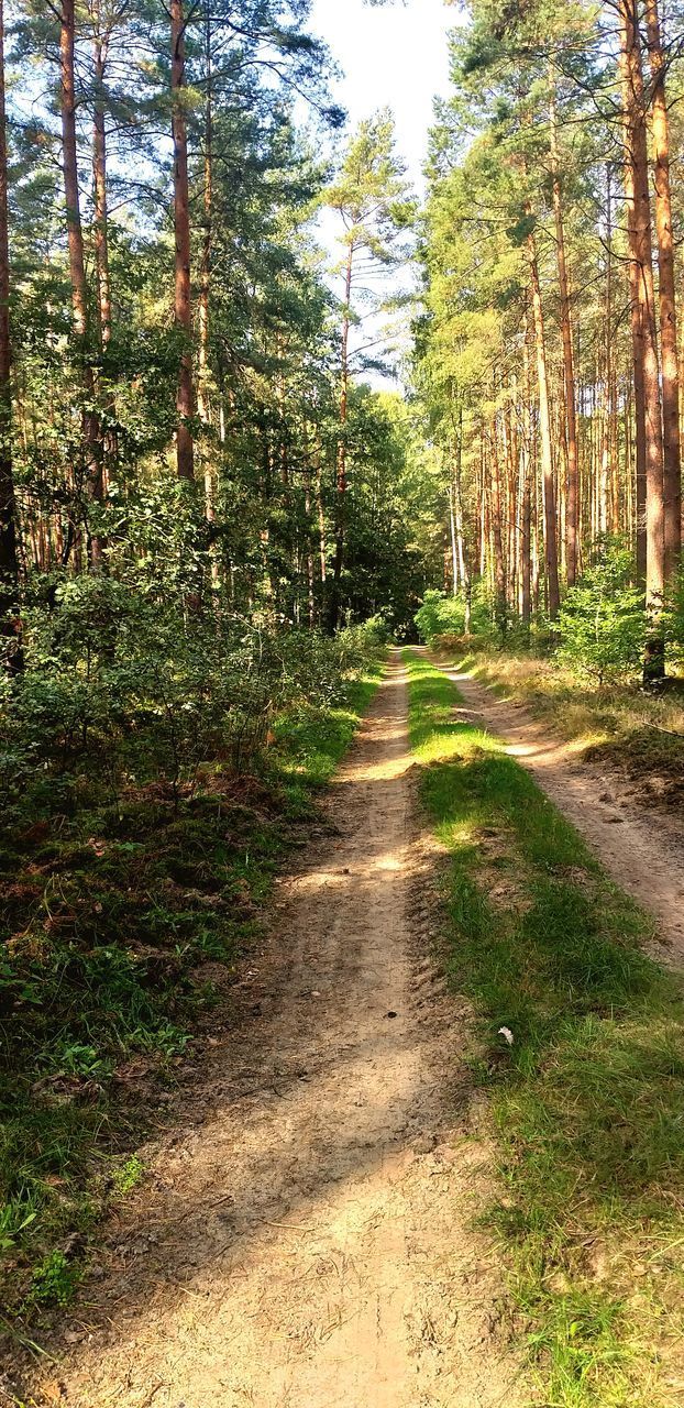 ROAD AMIDST TREES IN FOREST