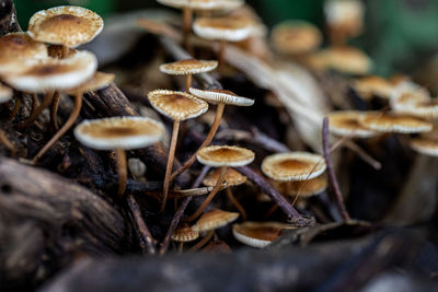 Close-up of mushrooms growing on field