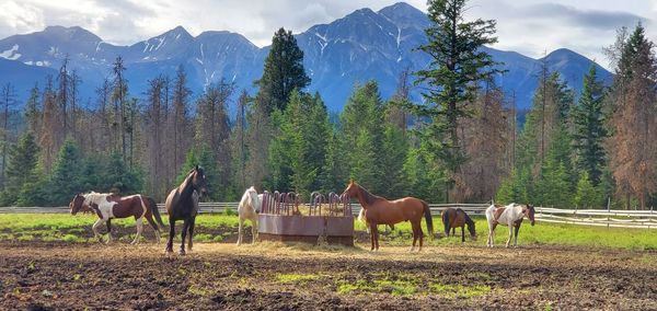 Horses on a field