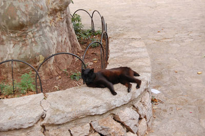 Cat on stone wall