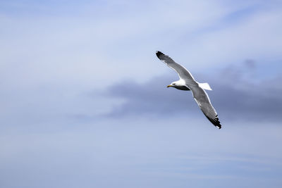 Low angle view of seagull flying against sky