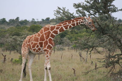 Giraffe grazing in the field