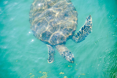 View of sea turtle swimming in turquoise water