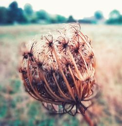 Close-up of dried plant on field