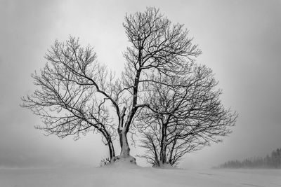 Bare tree on snow covered field against sky