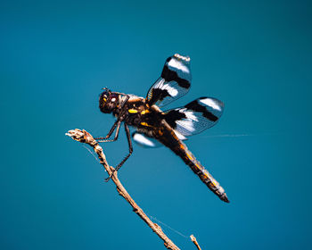 Low angle view of dragonfly on blue sky