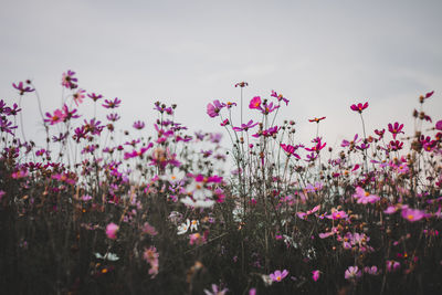 Close-up of pink flowering plants against sky