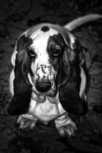 High angle portrait of dog sitting on floor