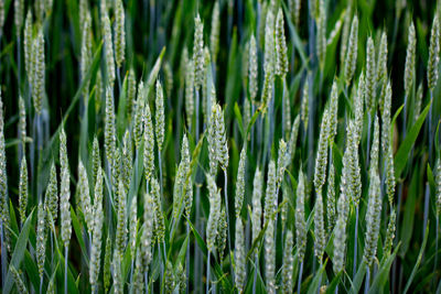 Full frame shot of fresh green plants