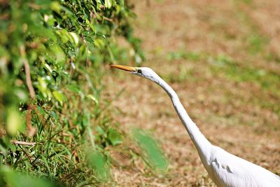 Bird on a field