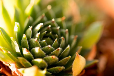 Close-up of succulent plant in sunlight