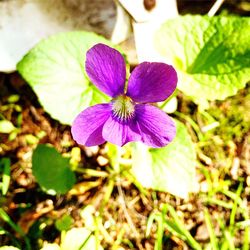 Close-up of purple flower