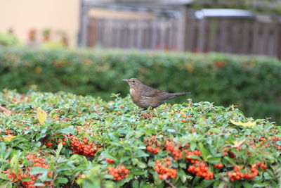 Bird perching on shrub