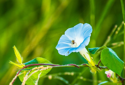 Close-up of blue flowering plant