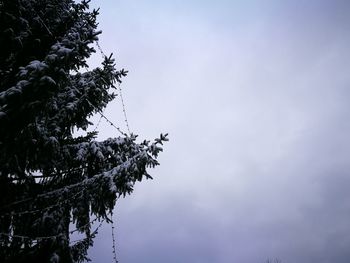 Low angle view of tree against sky