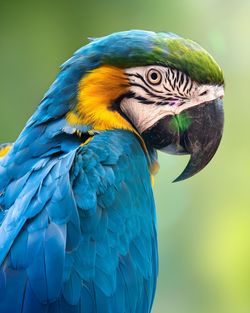 Close-up of blue macaw