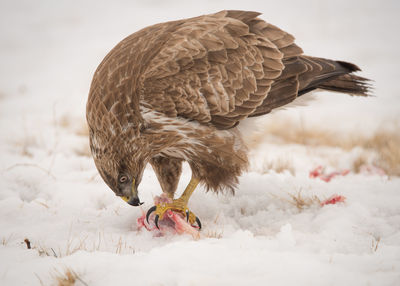 Close-up of bird eating on snow field