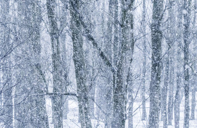 Pine trees in forest during winter