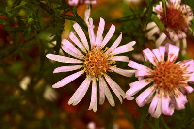 Close-up of flowers blooming outdoors