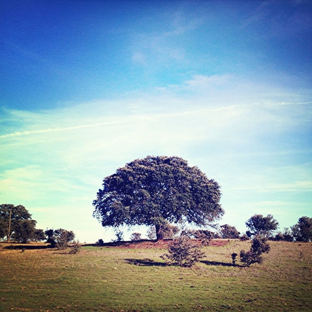 tree, sky, field, blue, landscape, tranquility, tranquil scene, growth, nature, grass, sunlight, beauty in nature, cloud - sky, scenics, day, outdoors, cloud, rural scene, shadow, plant