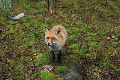 Fox on field