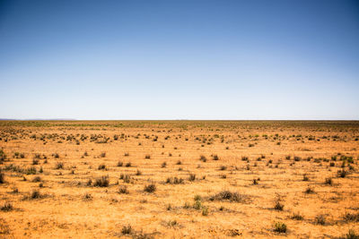 Scenic view of field against clear sky